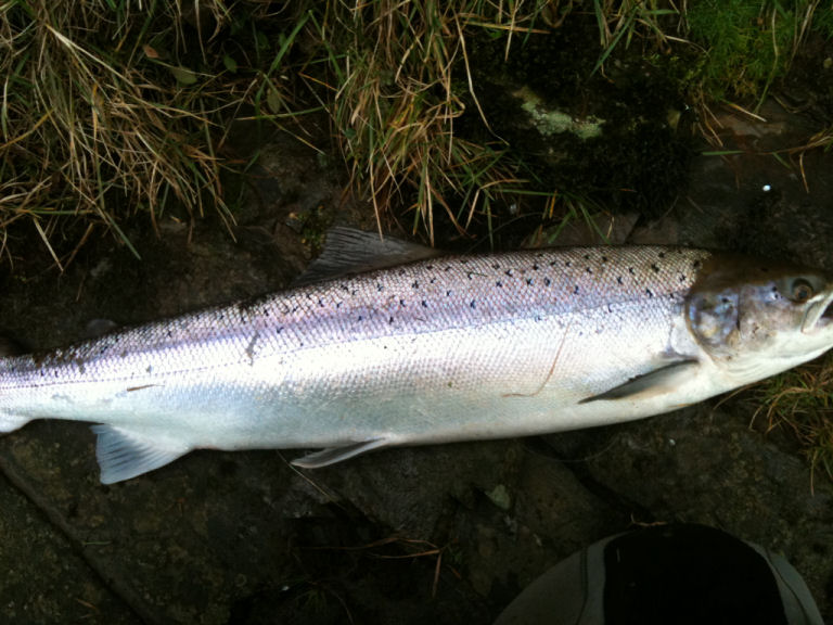 Springer 9lb