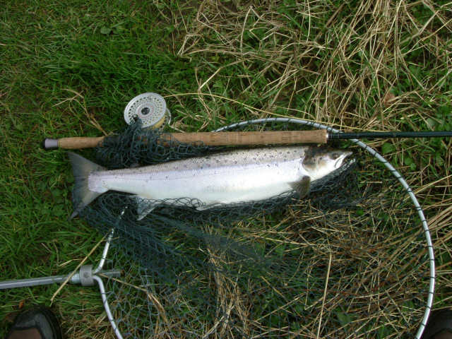 Forglen Spring Fish
