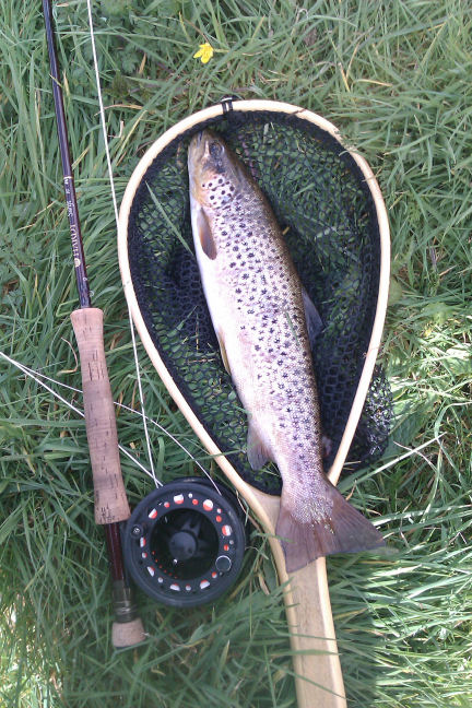 trout1