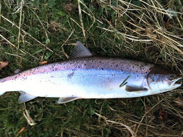 10lb sea-liced about to be returned